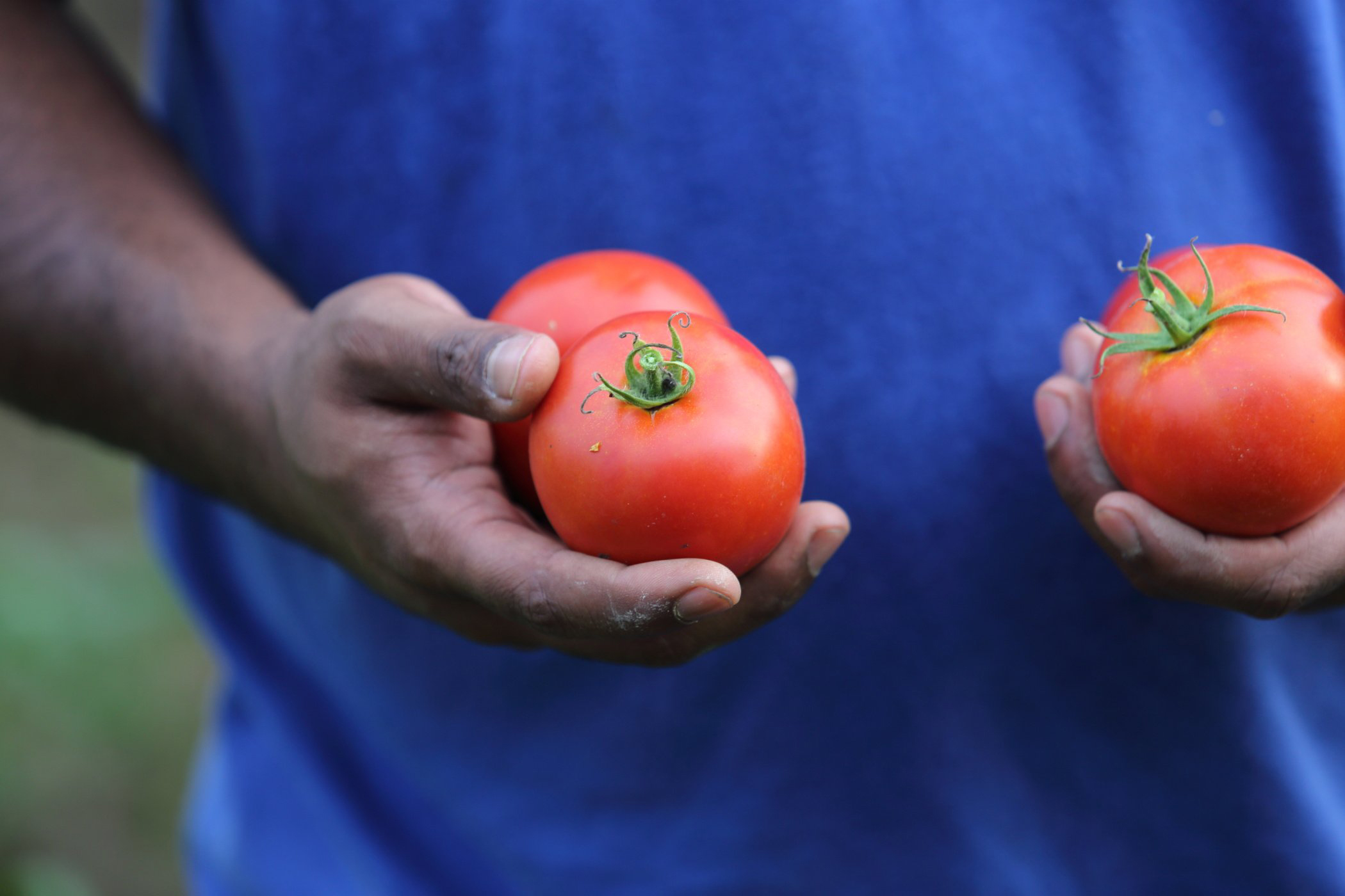 Browntown+Farms+-+Virginia+-+4Y7A8333_200dpi A person holding three ripe red tomatoes, showcasing fresh produce in a garden setting.
