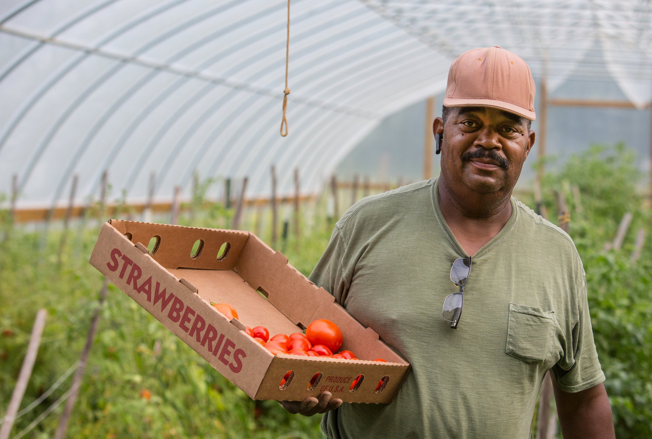 Browntown+Farms+-+Virginia+-+4Y7A8343_200dpi Man holding a box labeled "strawberries" filled with ripe tomatoes inside a greenhouse, showcasing sustainable farming practices and fresh produce.
