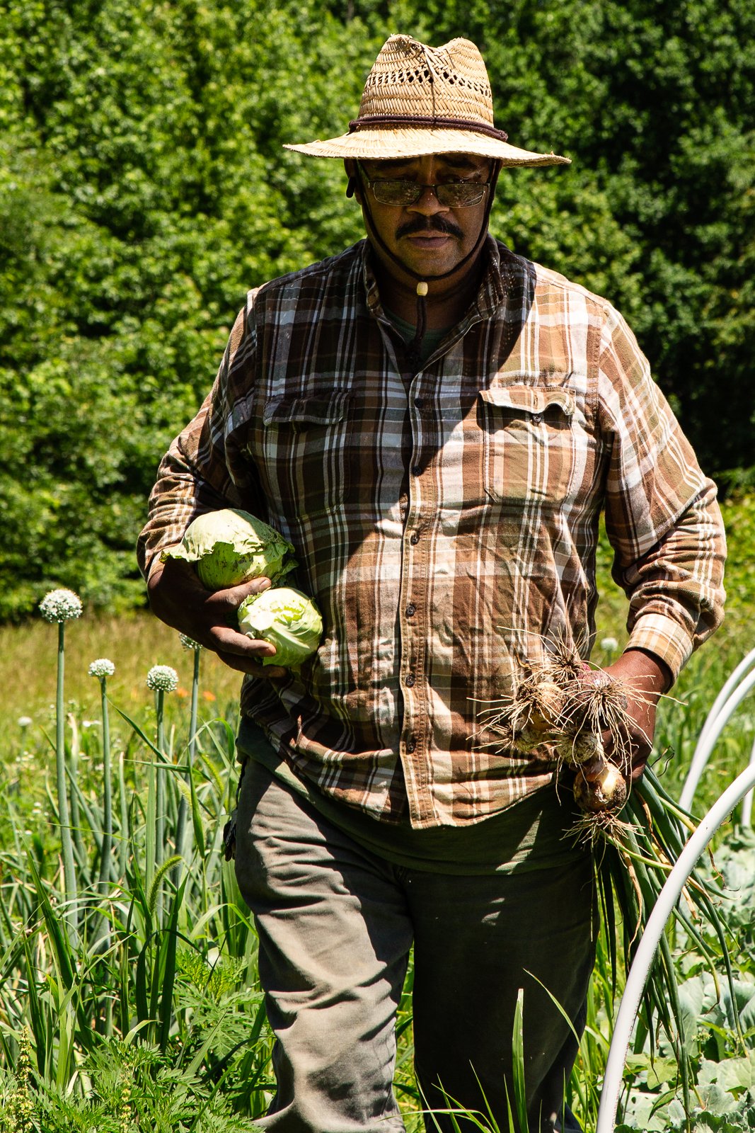 Farmer harvesting fresh vegetables, holding two heads of cabbage and a bunch of onions, wearing a straw hat and plaid shirt in a lush green field.