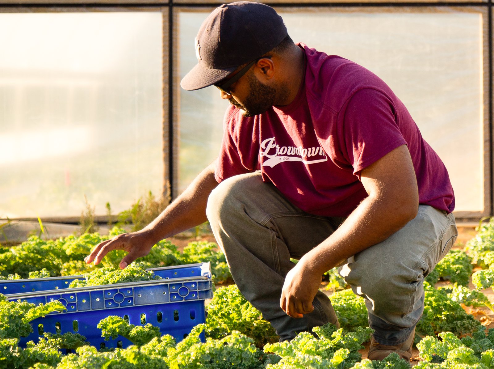Man harvesting fresh kale in a greenhouse, wearing a maroon shirt and a cap, with a blue basket nearby filled with greens. Sunlight illuminates the lush plants around him, showcasing sustainable farming practices.
