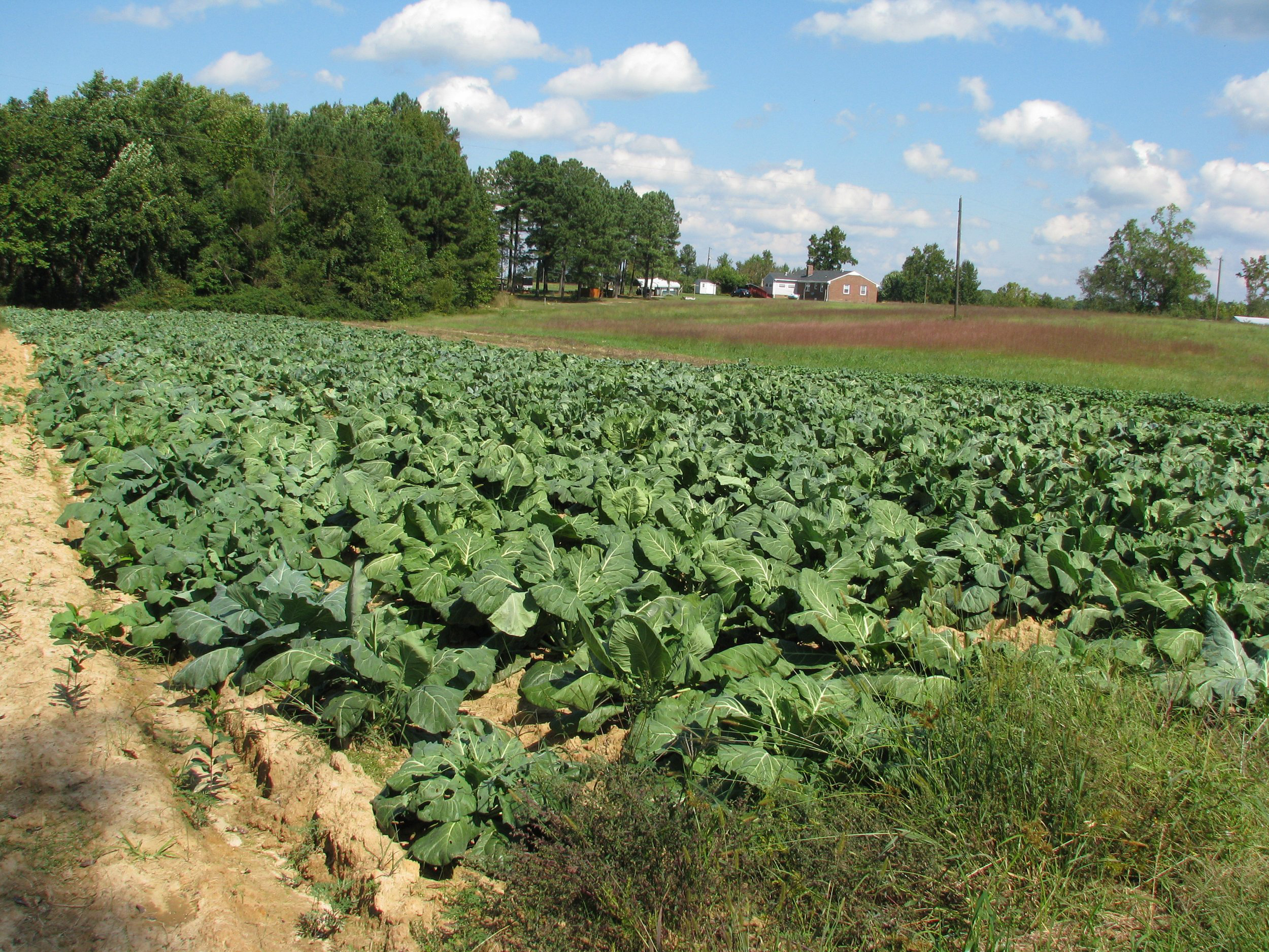 Lush green collard greens growing in a sunny field, surrounded by trees and a distant farmhouse under a blue sky with fluffy clouds.
