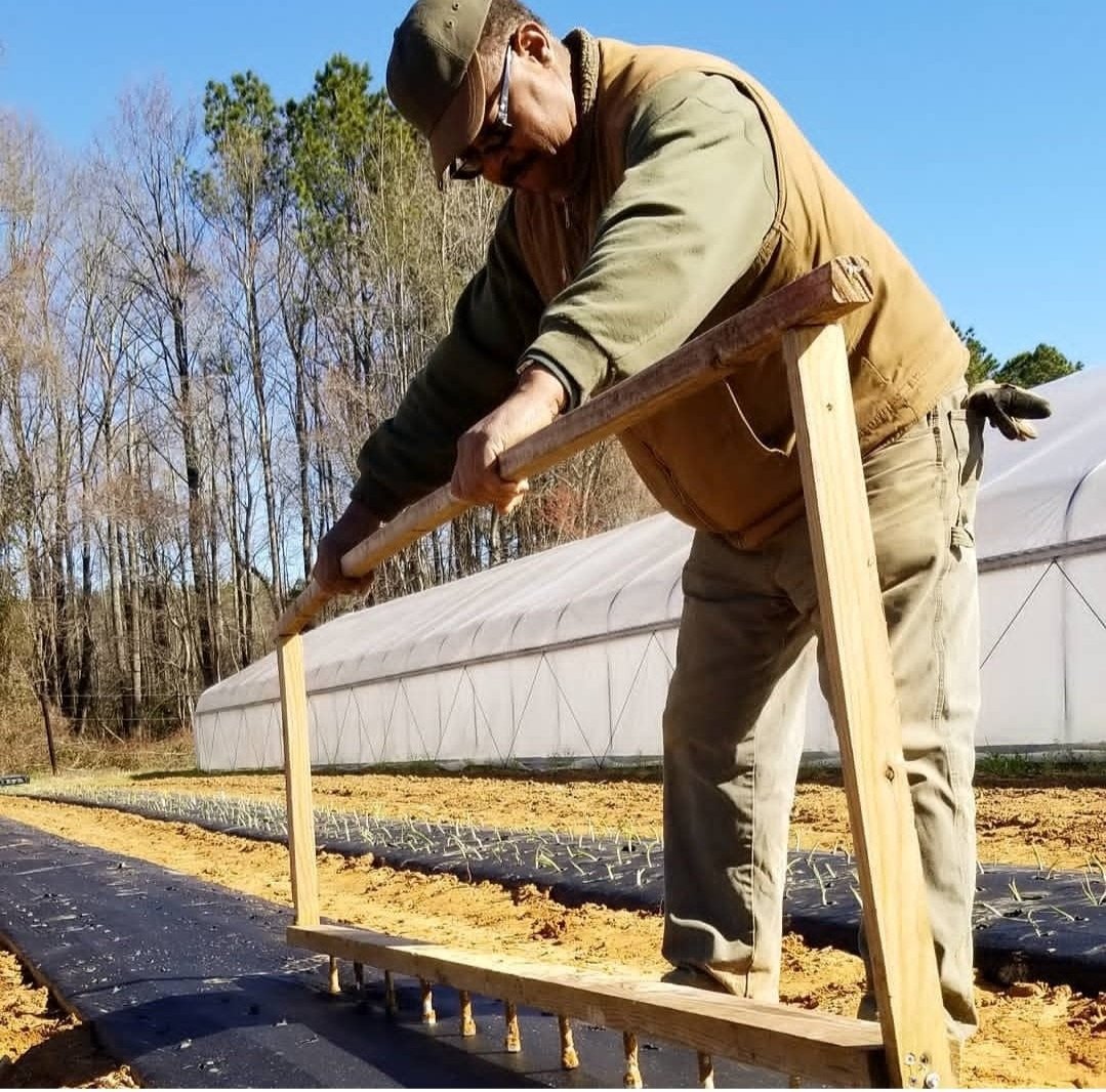 Farmer using a wooden tool to cultivate soil in a field, with greenhouses and young plants in the background, showcasing agricultural practices and sustainable farming techniques.